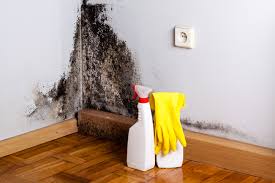 Why You Should Choose Our Mold Remediation Services in Trenton, GA